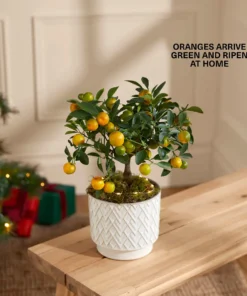 درختچه نارنگی